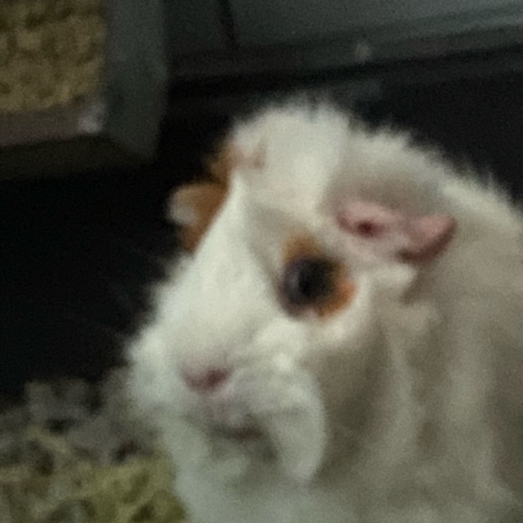 Meet your Posher, Aliso - Picture 1 of 1